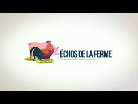 Échos de la ferme: Elevage de porcin — Bien choisir les géniteurs