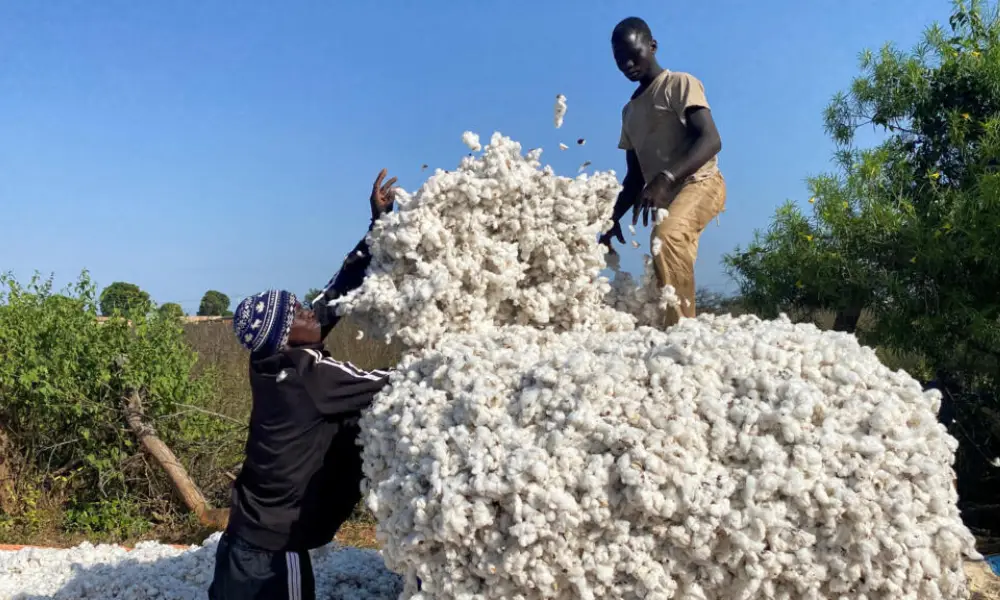 Campagne agricole 2026-2027: les prix des intrants et du coton-graine homologués